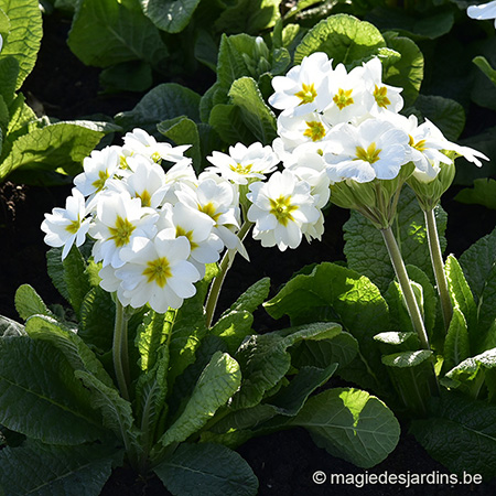 Le printemps au jardin